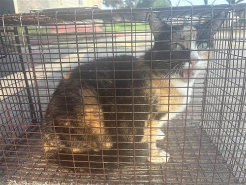 LUCILE - Domestic Short Hair available for adoption