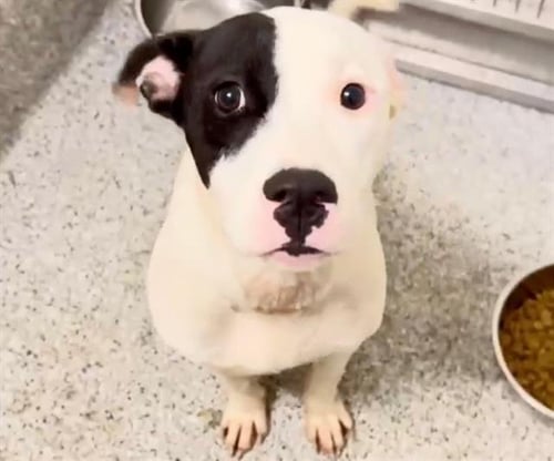 RYLIE - Pit Bull Terrier available for adoption