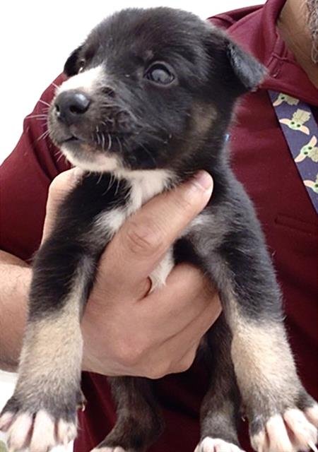 A659307 - German Shepherd Dog available for adoption