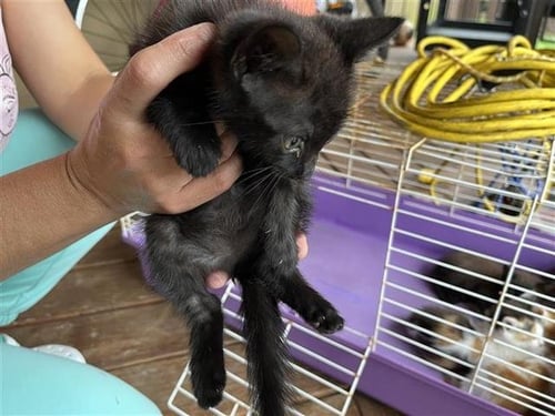 HERSHEY - Domestic Short Hair available for adoption