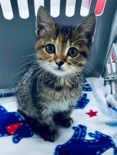 A657944 - Domestic Short Hair available for adoption