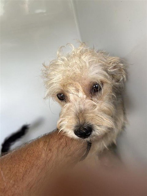 A658037 - Yorkshire Terrier Yorkie available for adoption