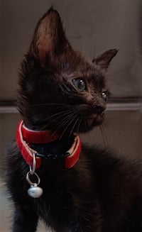 HUEY - Photo 1