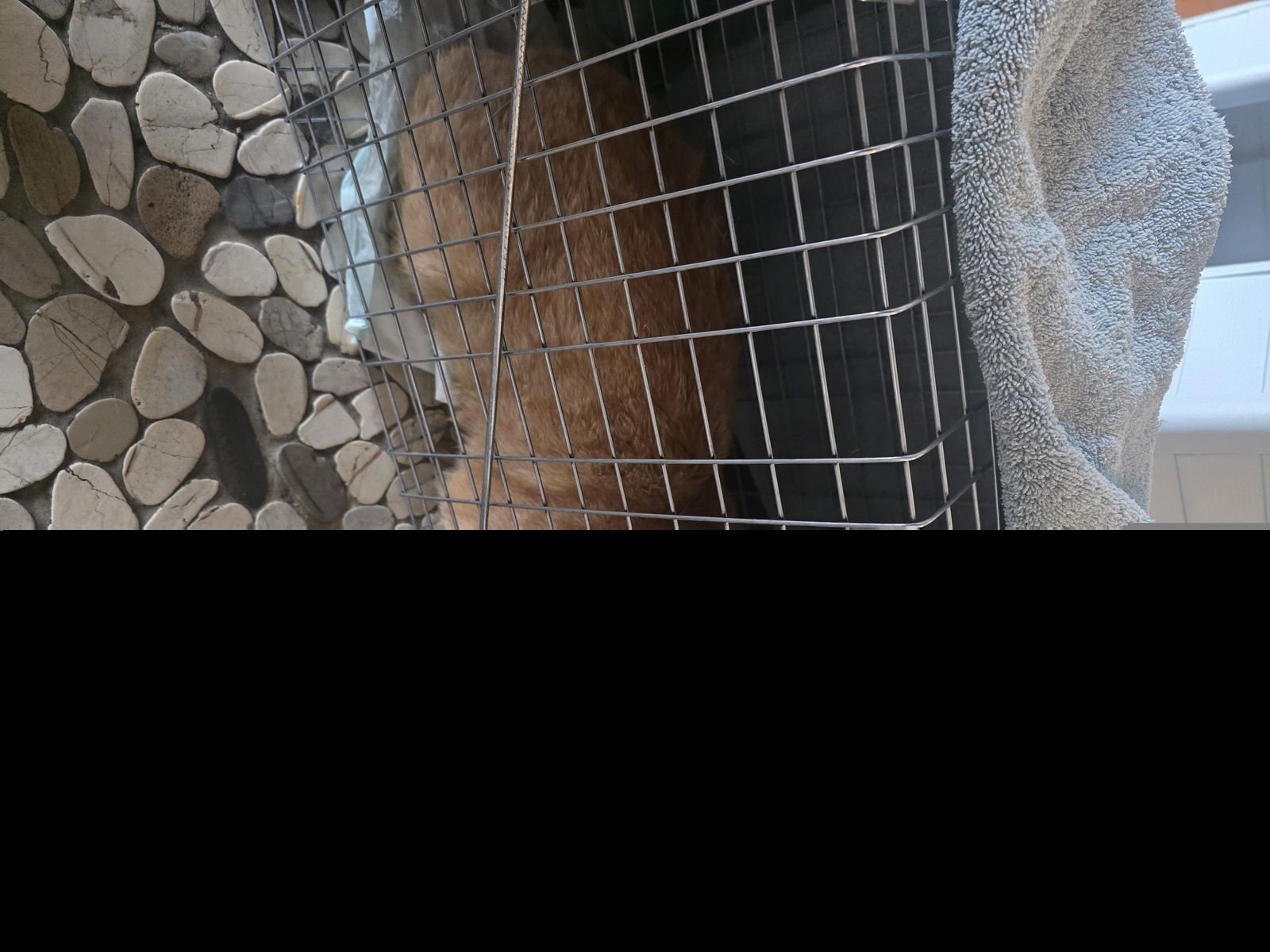 A650549 - Domestic Short Hair available for adoption