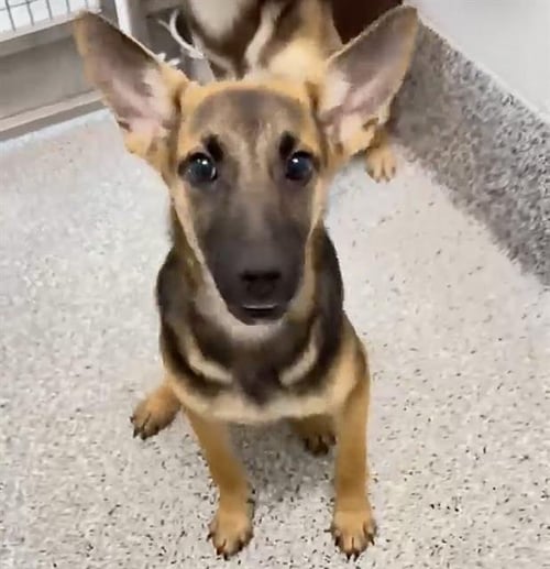 A659043 - German Shepherd Dog available for adoption