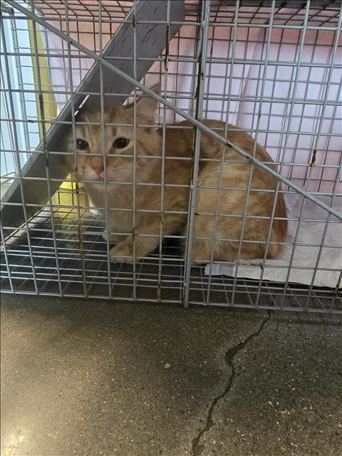 A650560 - Domestic Short Hair available for adoption