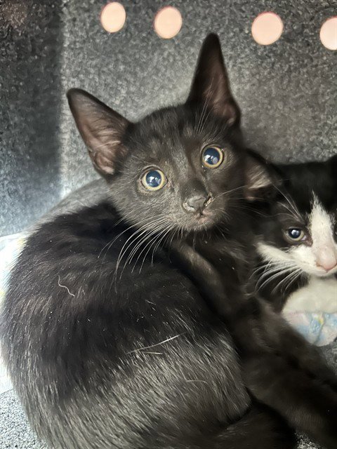 KROBUS - Domestic Short Hair available for adoption