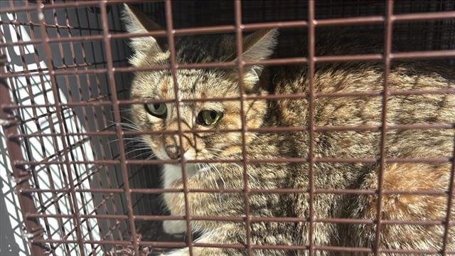 A650329 - Domestic Medium Hair available for adoption