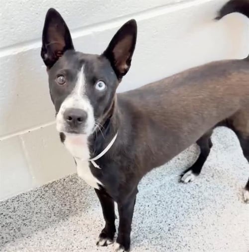 NOLA FOX - Labrador Retriever / Catahoula Leopard Dog available for adoption