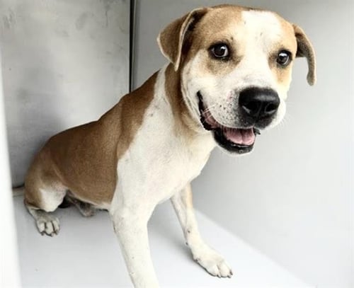 A660331 - Pit Bull Terrier available for adoption