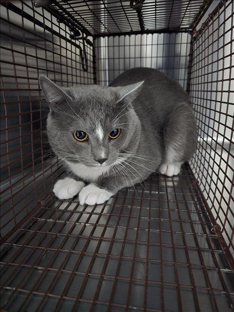 JOHNNY - Domestic Short Hair available for adoption