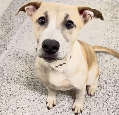 PAPA - Labrador Retriever / Australian Cattle Dog/Blue Heeler available for adoption