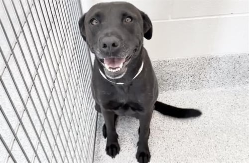 AIMEE - Labrador Retriever available for adoption