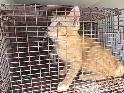 A660605 - Domestic Short Hair available for adoption