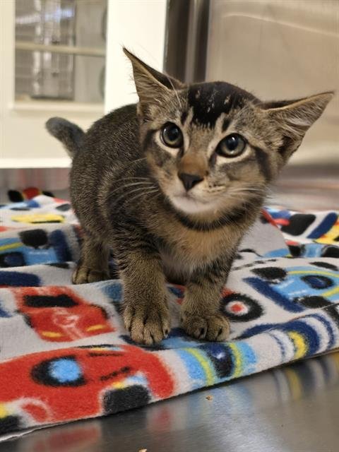 HERBERT - Domestic Short Hair available for adoption