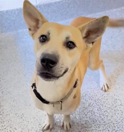 JACIE - German Shepherd Dog available for adoption