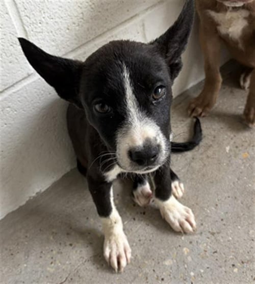 A657515 - Pit Bull Terrier available for adoption