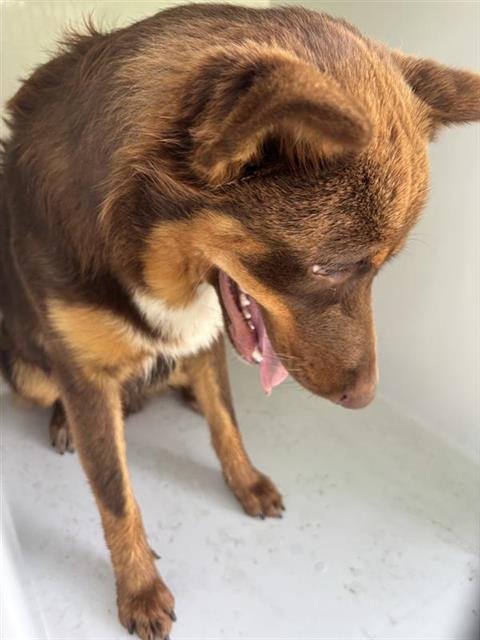 REDTAIL - Siberian Husky available for adoption