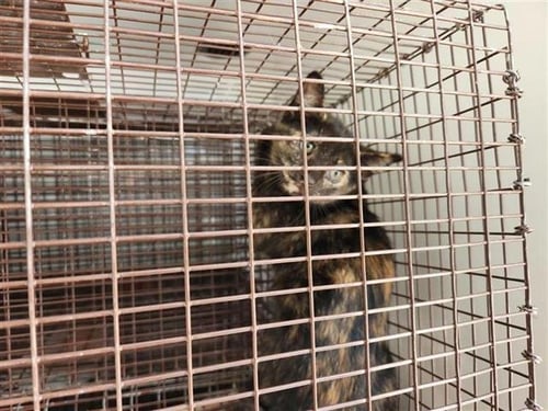 CHICKY - Domestic Short Hair available for adoption