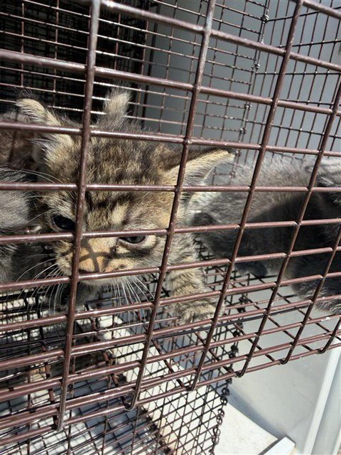 A660025 - Domestic Short Hair available for adoption