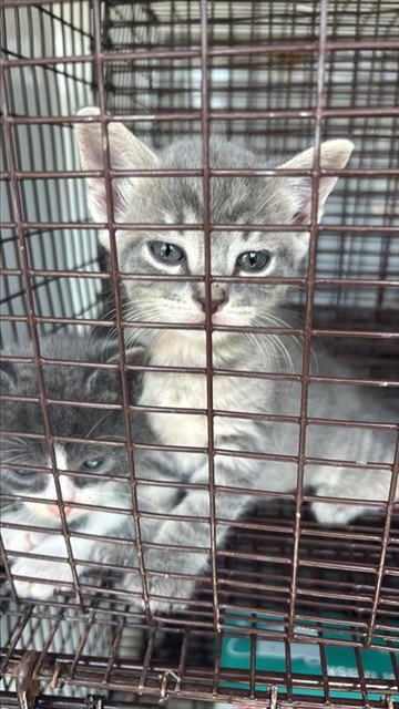 A660832 - Domestic Short Hair available for adoption