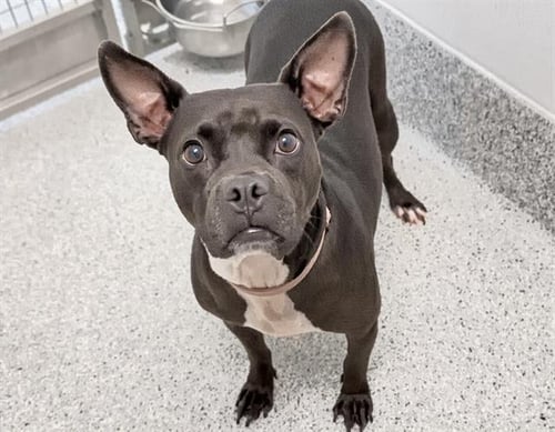 SAMI - Staffordshire Bull Terrier / Boston Terrier available for adoption