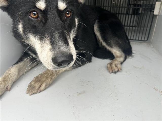 JADA Image