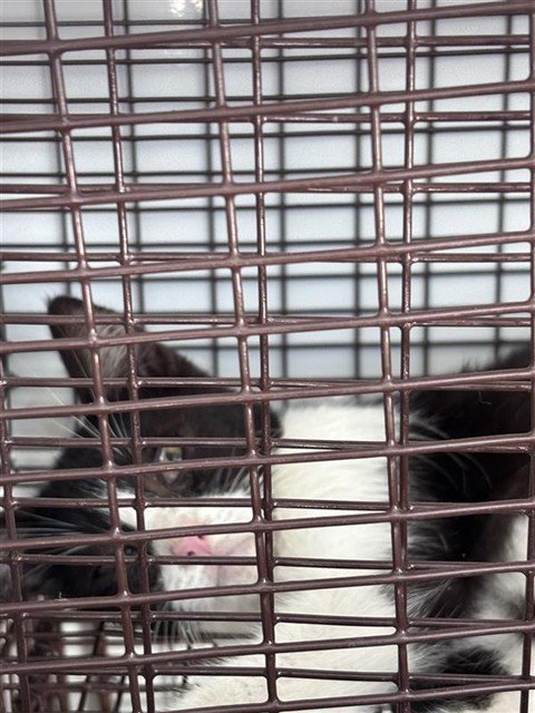 A662404 - Domestic Short Hair available for adoption