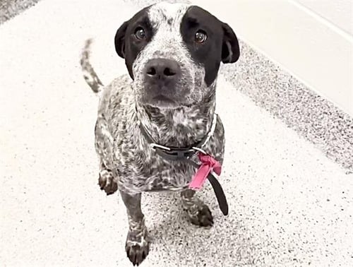 KENZO - Australian Cattle Dog/Blue Heeler available for adoption