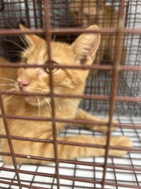 A661186 - Domestic Short Hair available for adoption
