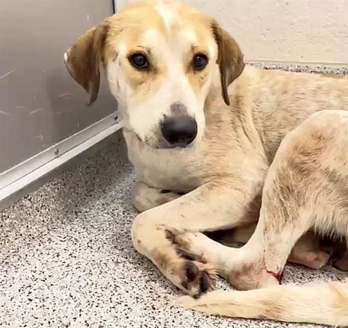 LILLY - Labrador Retriever available for adoption