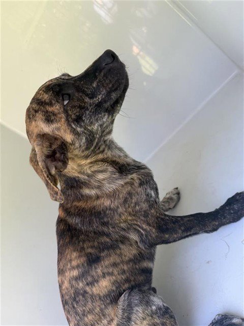 A660685 - Plott Hound available for adoption