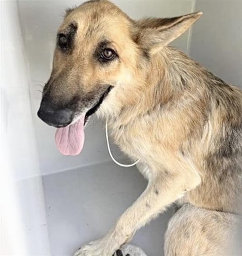 A658625 - German Shepherd Dog available for adoption