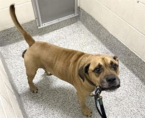 SOZE - Pit Bull Terrier available for adoption