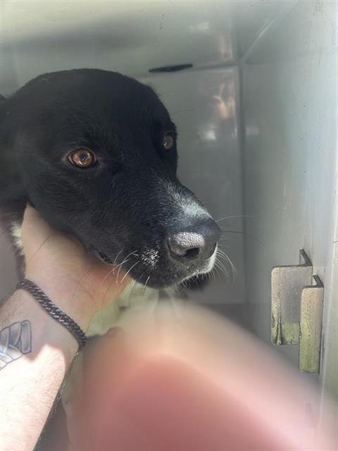SYLVESTER - Labrador Retriever available for adoption