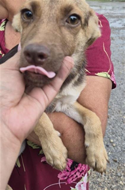 A659044 - German Shepherd Dog available for adoption