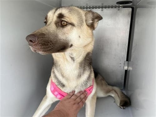 FREYA - German Shepherd Dog available for adoption