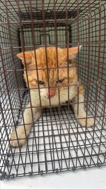 A656985 - Domestic Short Hair available for adoption