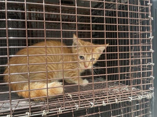 A660477 - Domestic Short Hair available for adoption