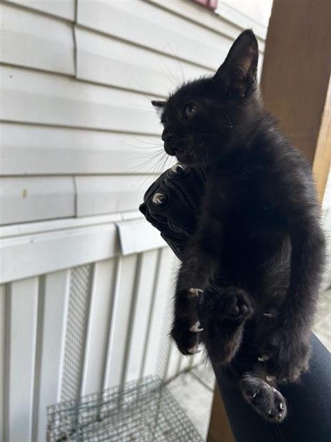 A658041 - Domestic Short Hair available for adoption