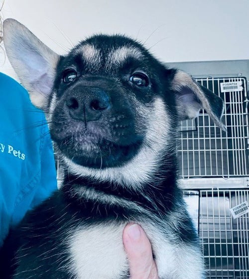 A655793 - German Shepherd Dog available for adoption