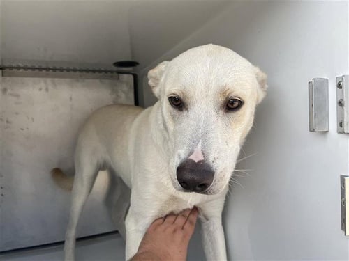 A660463 - German Shepherd Dog available for adoption