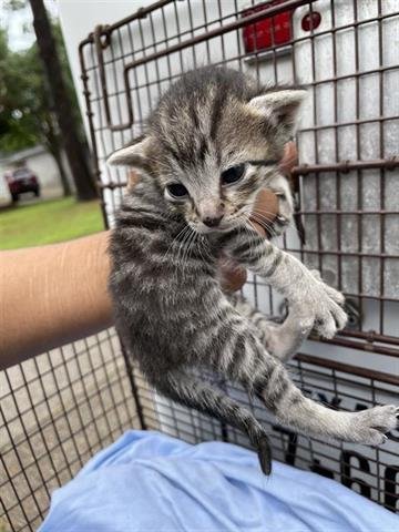 A654765 - Domestic Short Hair available for adoption