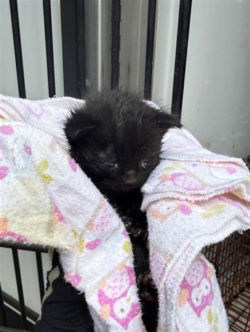 ELVIRA - Domestic Short Hair available for adoption