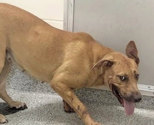 A660811 - German Shepherd Dog available for adoption
