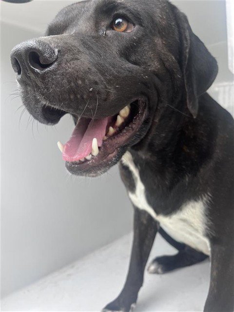 JAMES EARL BONES - Pit Bull Terrier available for adoption