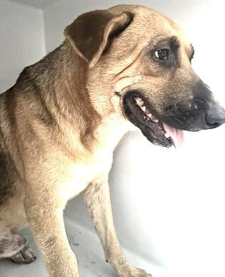 A660282 - Belgian Shepherd Malinois available for adoption