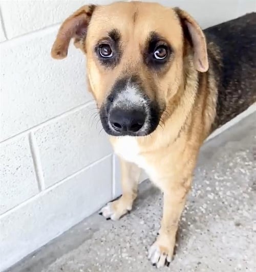 BERNIE - Belgian Shepherd Malinois available for adoption