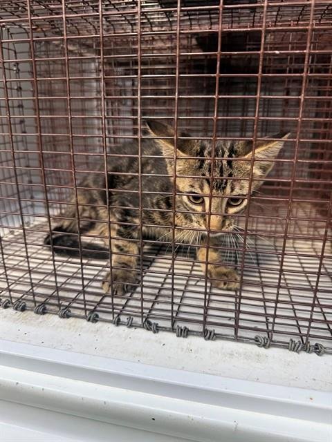 A661705 - Domestic Short Hair available for adoption