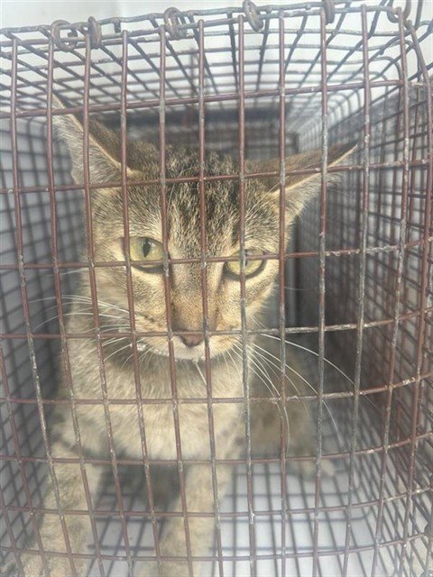 COOKIE - Domestic Short Hair available for adoption